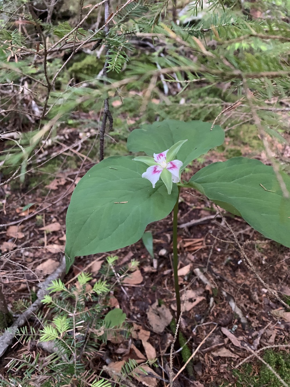 Painted Trillium